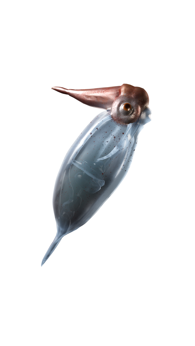Cockatoo Squid